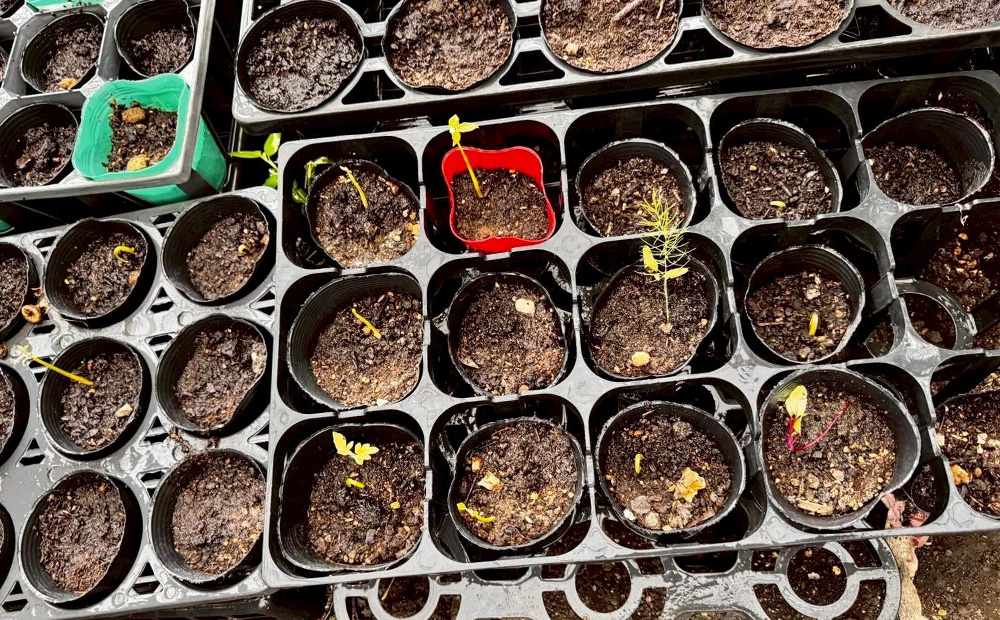 ファゼンダ・サウダージのイメージ画像です